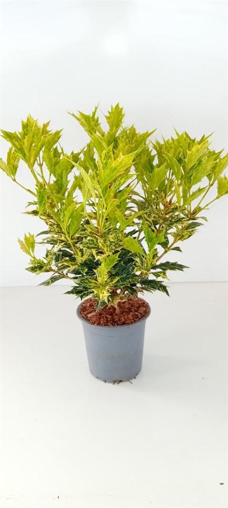 Osmanthus