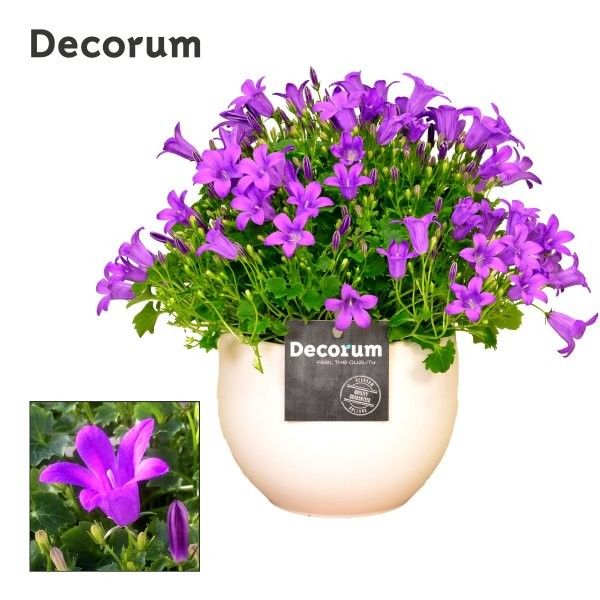 campanula