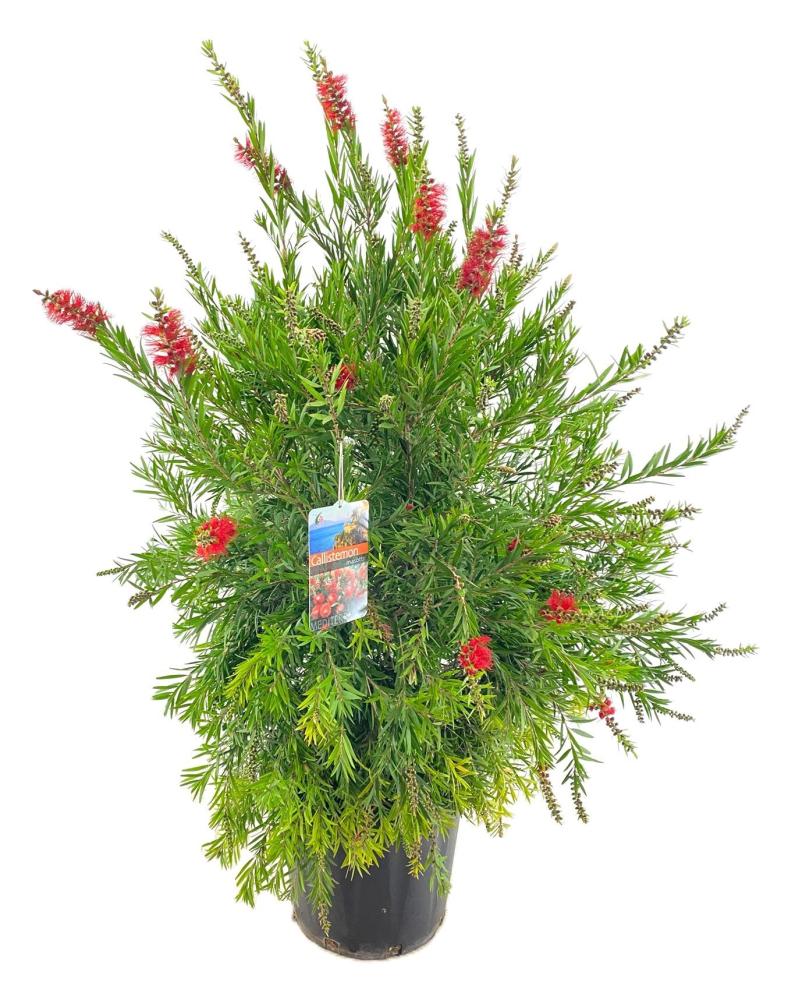 callistemon