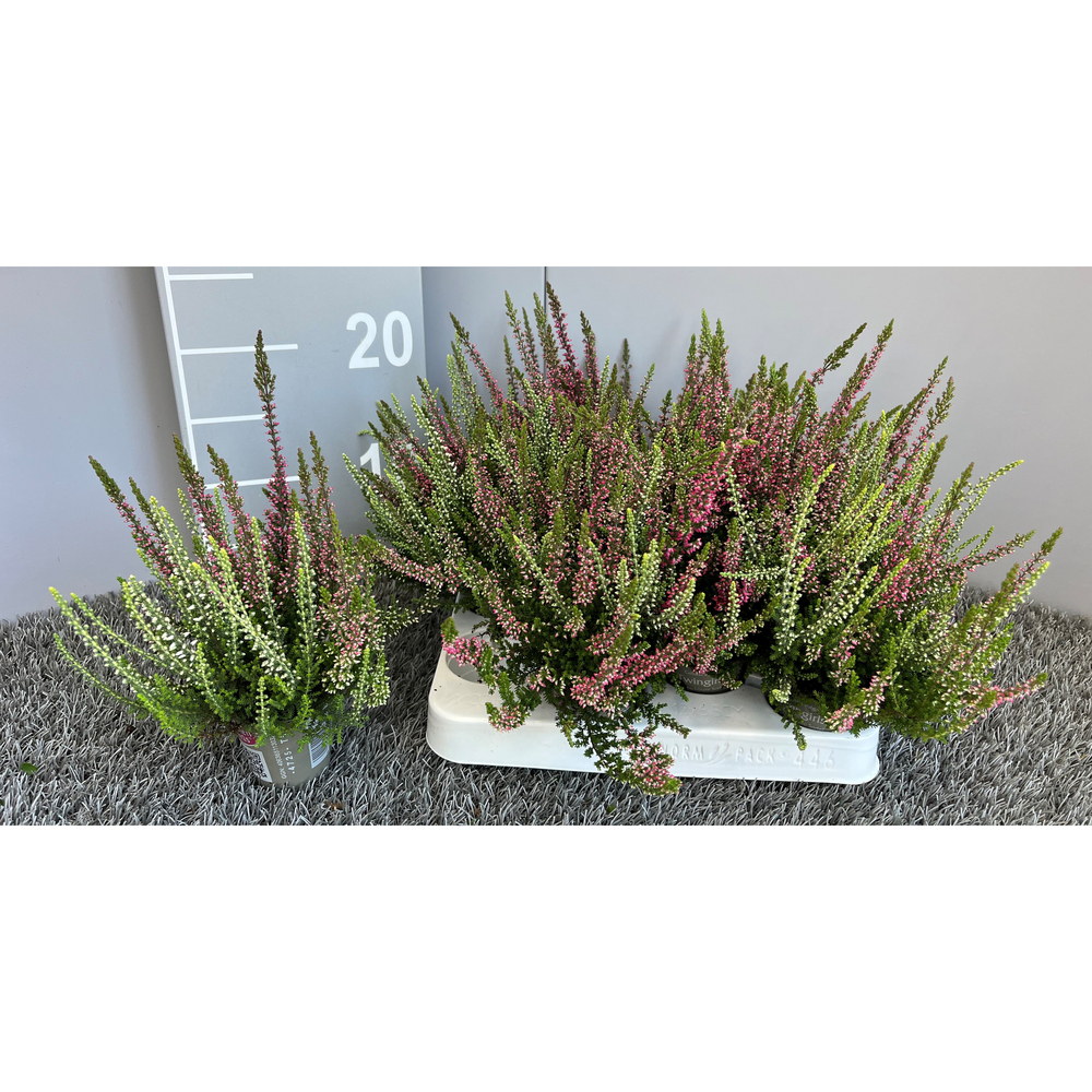 Calluna vulgaris garden girls twin