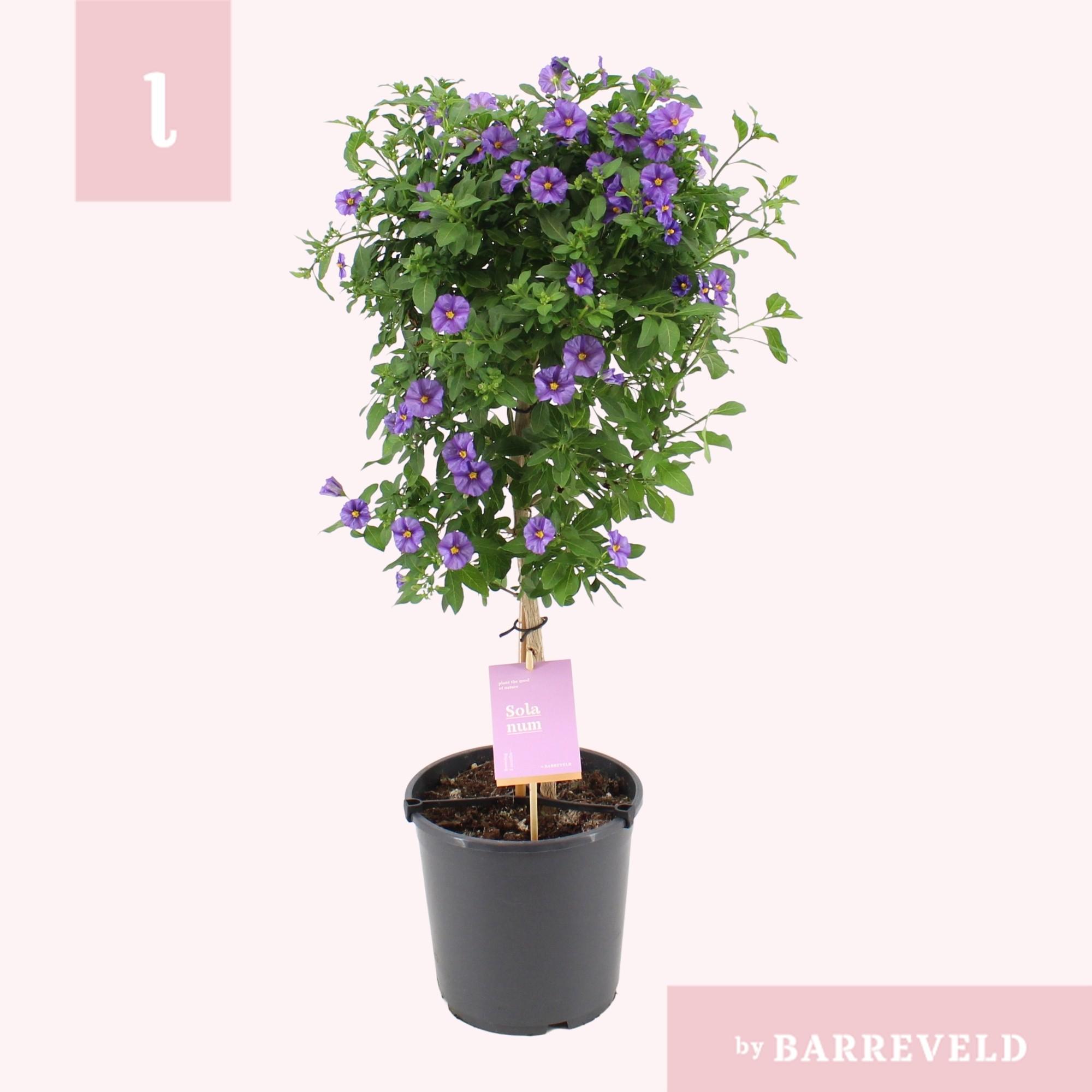 Solanum