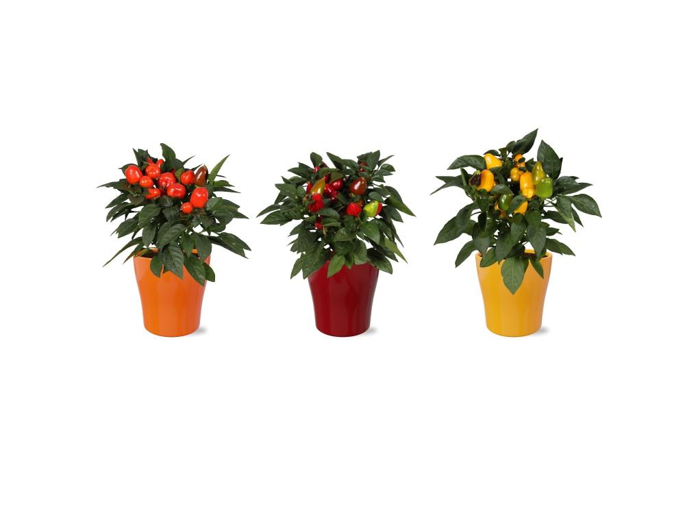 capsicum