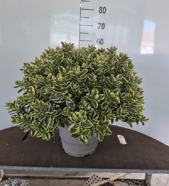 Myrtus