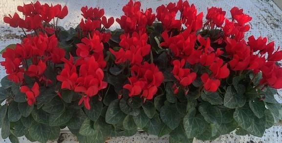 Cyclamen