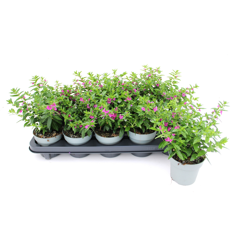 Cuphea hyssopifolia twin