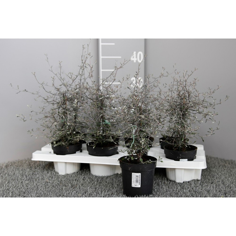 corokia cotoneaster