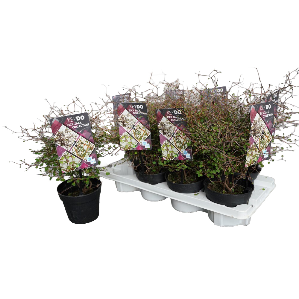 Muehlenbeckia astonii zick zack