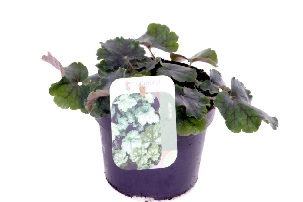 Heuchera