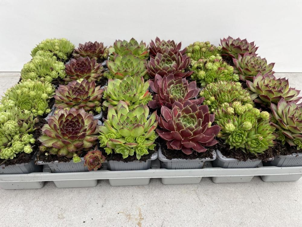 sempervivum