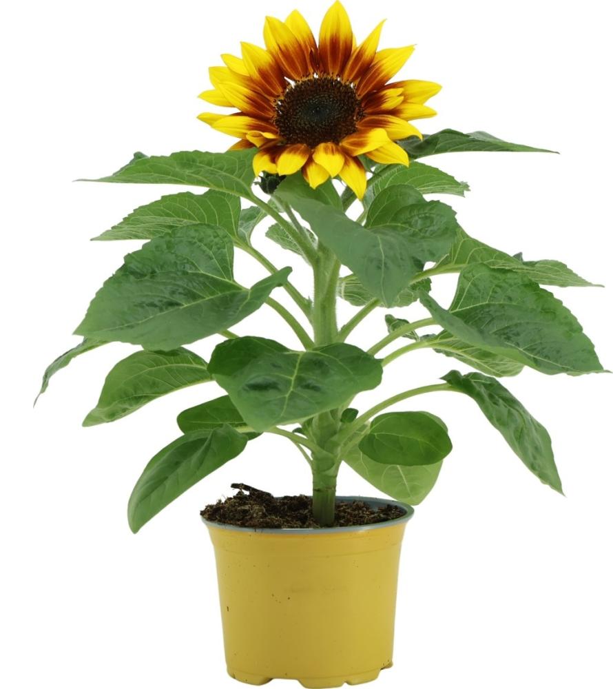 helianthus