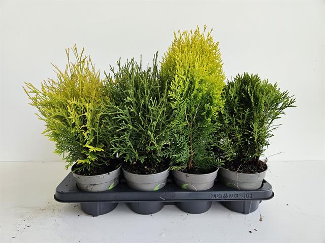 Thuja