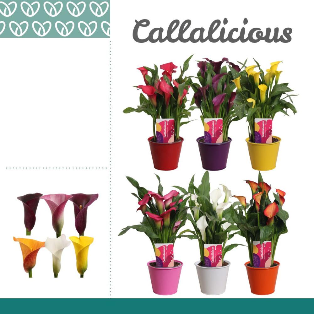zantedeschia