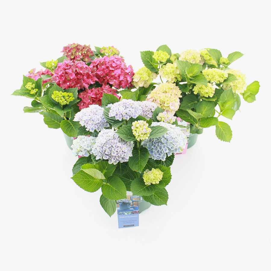 hydrangea