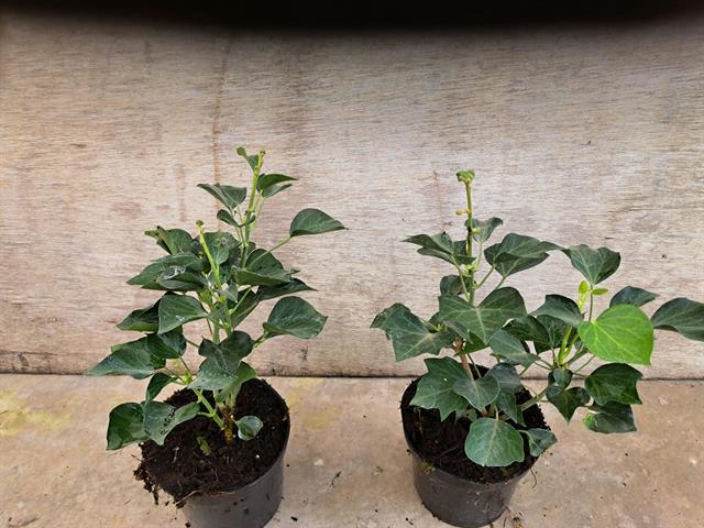 Hedera