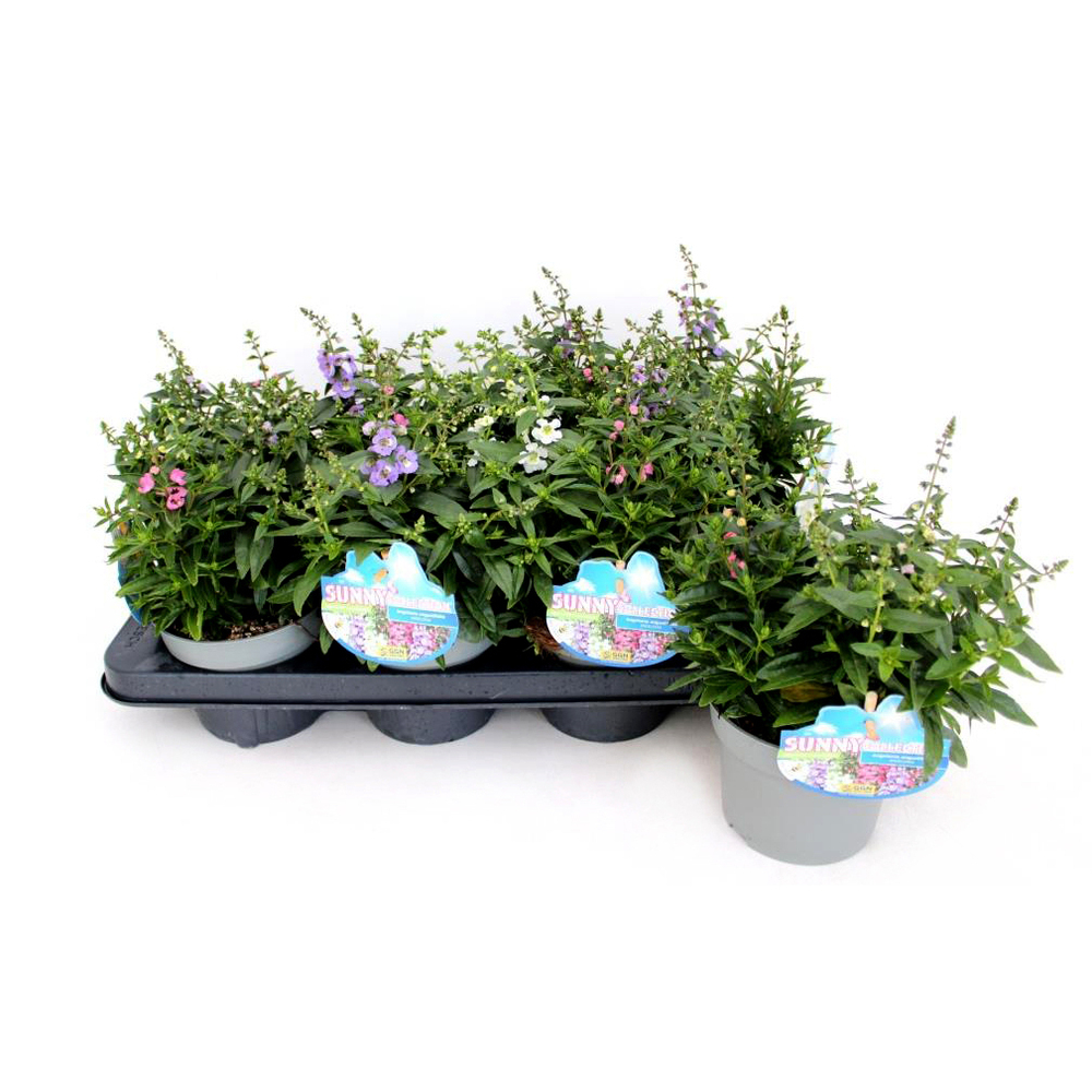 Angelonia augustifolia trio