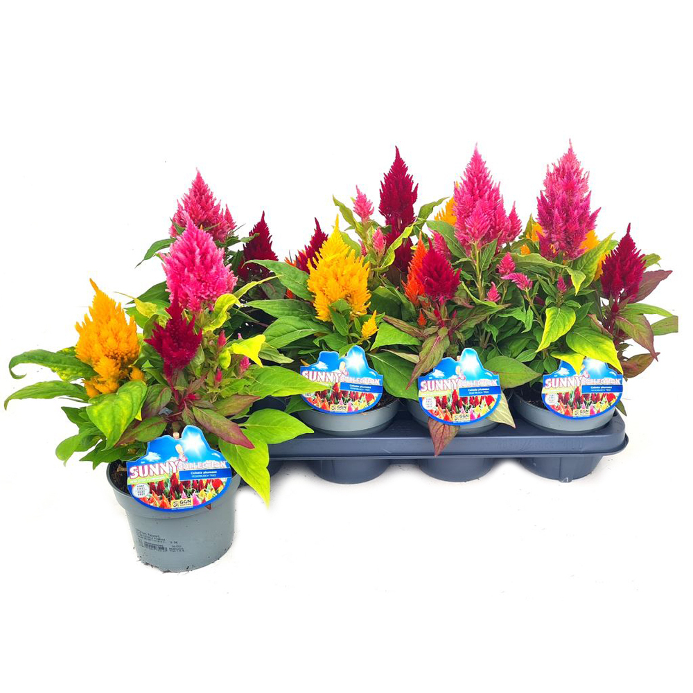 Celosia argentea var. plumosa trio