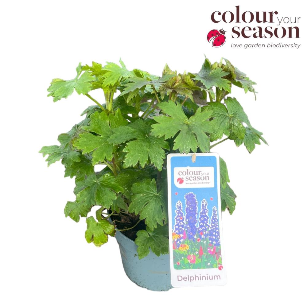 Delphinium