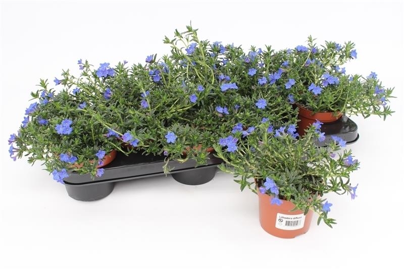 Lithodora
