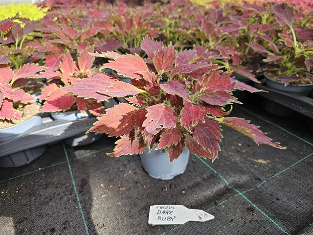 coleus
