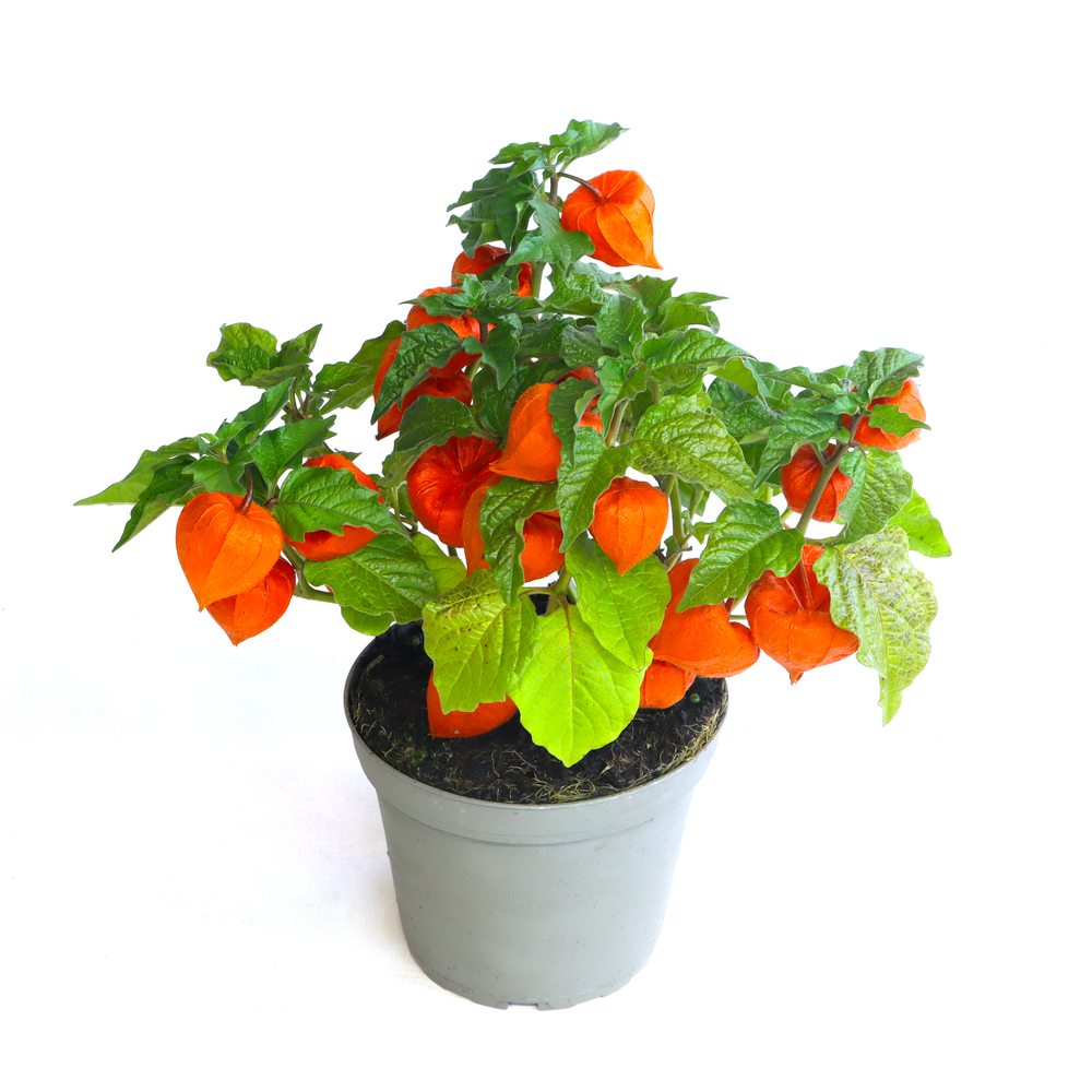 Physalis alkekengi var. franchetii