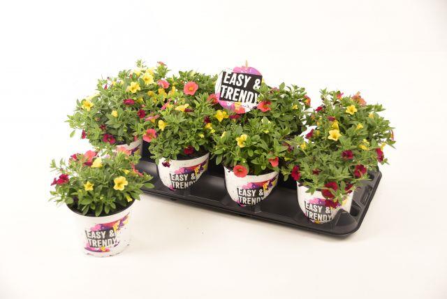 Calibrachoa