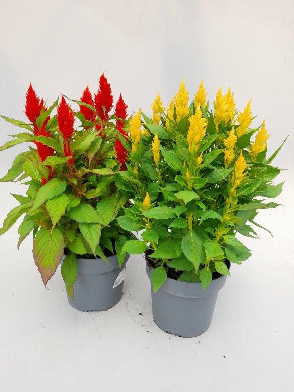 celosia