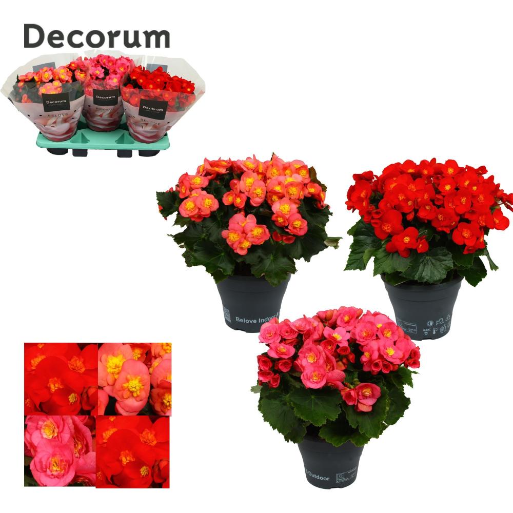 Begonia belove