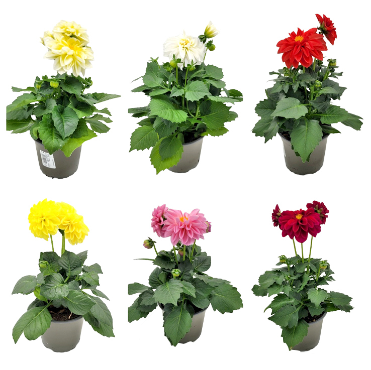 Dahlia hybrida