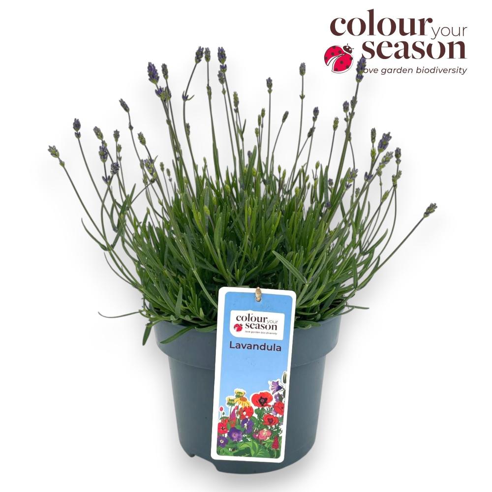 lavandula