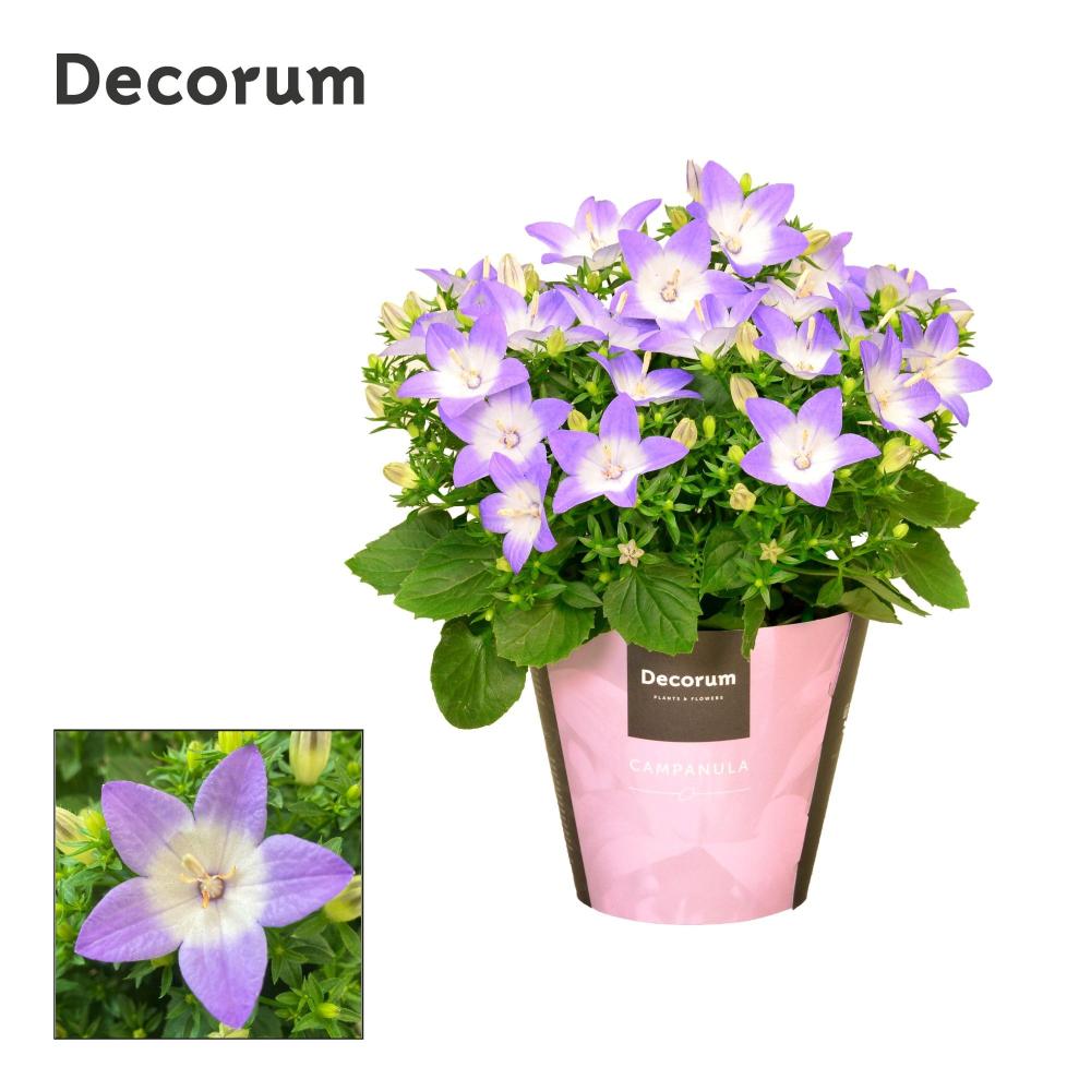 campanula