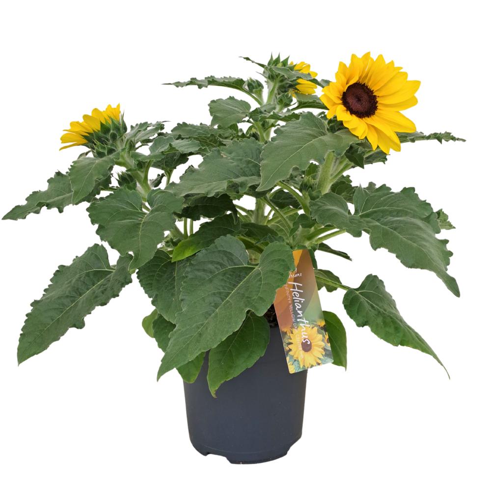 Helianthus
