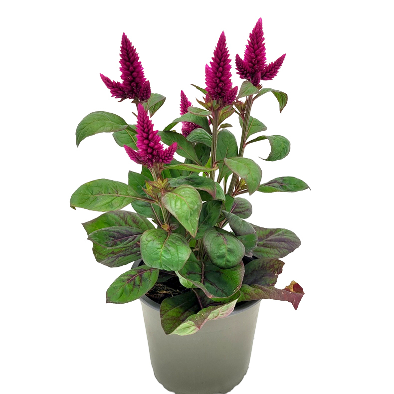 celosia argentea deep purple