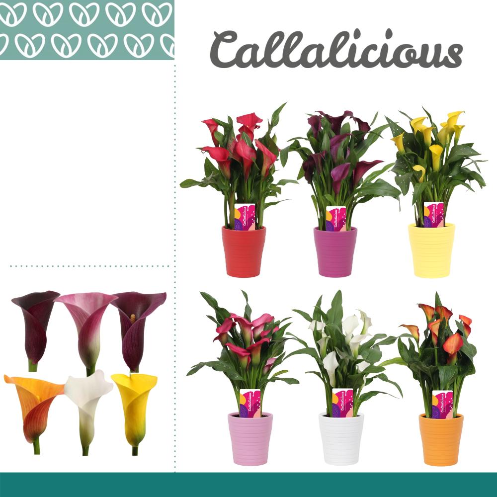 zantedeschia
