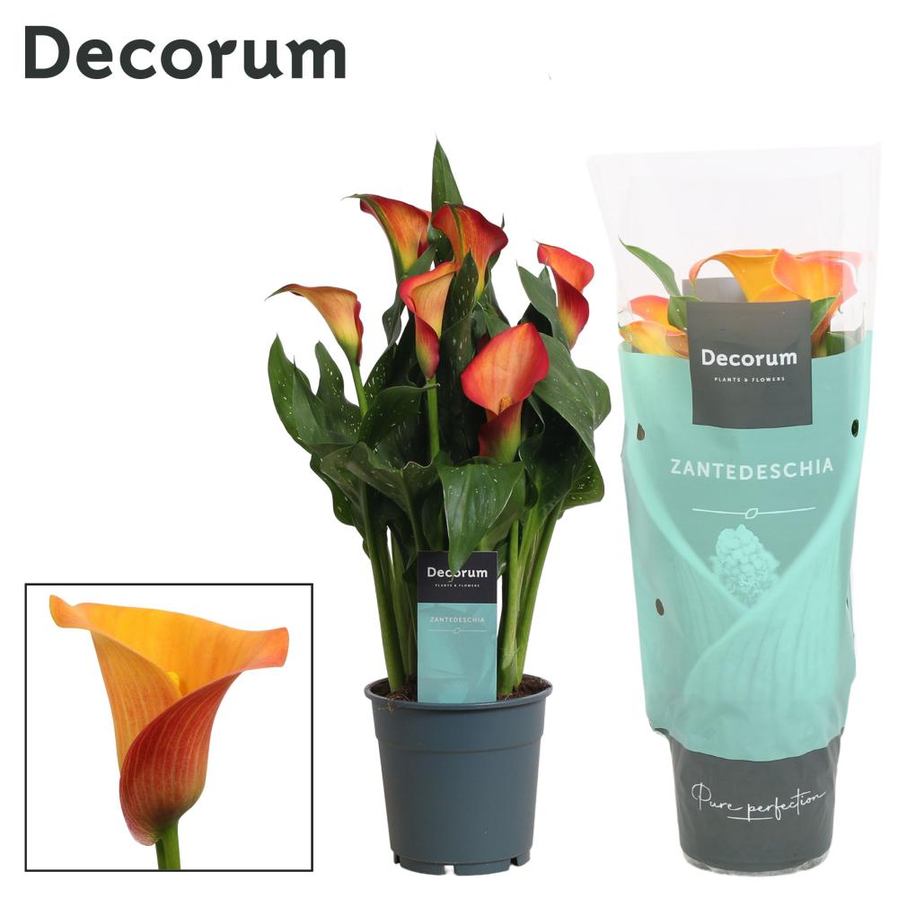 zantedeschia