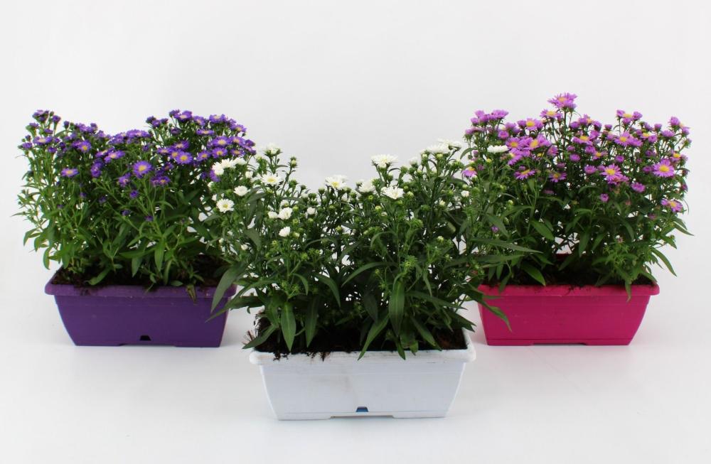 aster