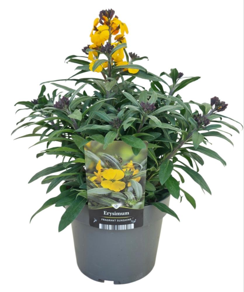 Erysimum