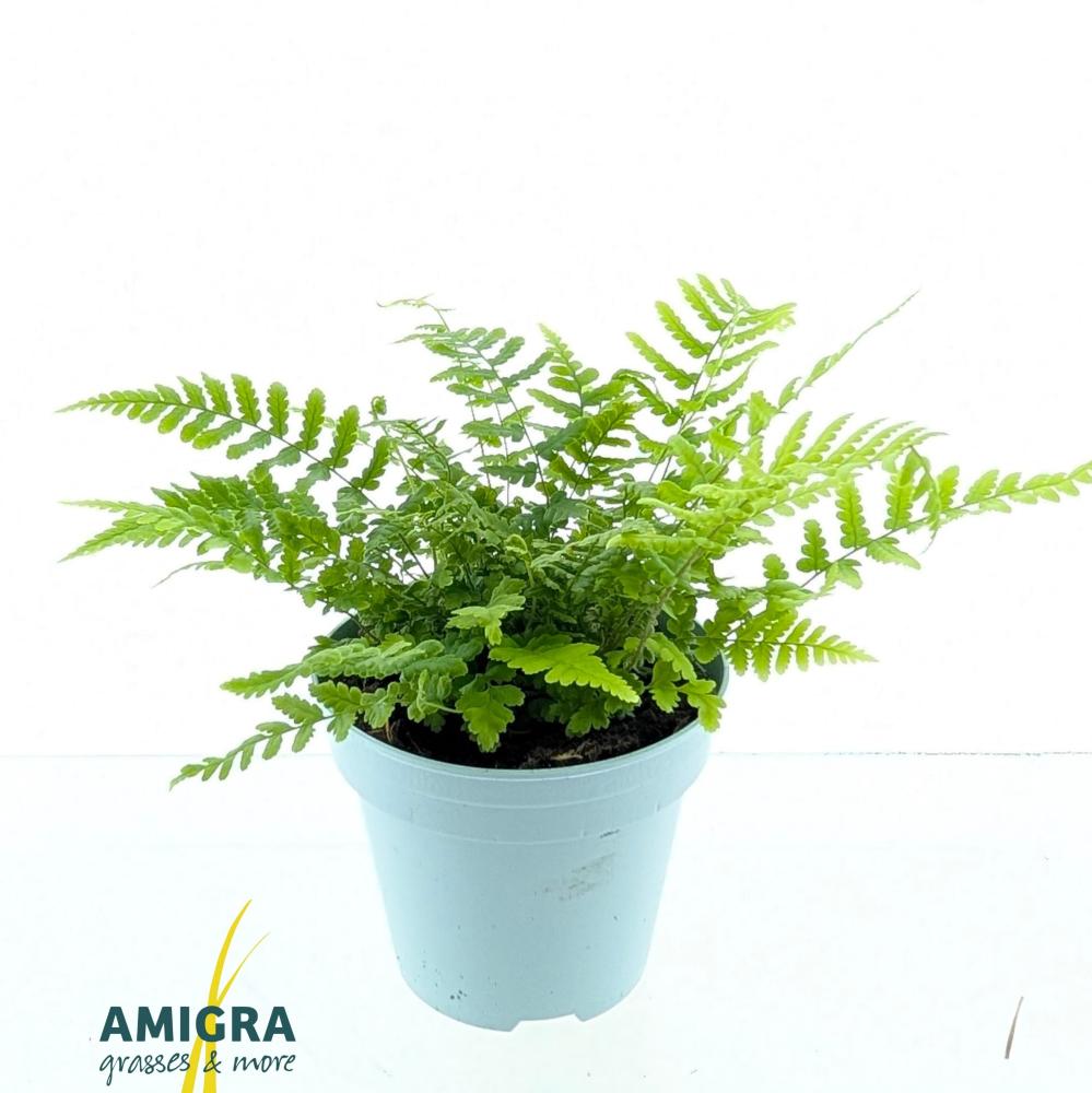 Dryopteris