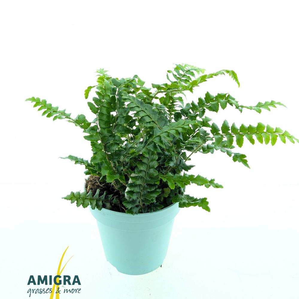 Polystichum