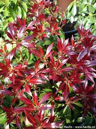 Pieris