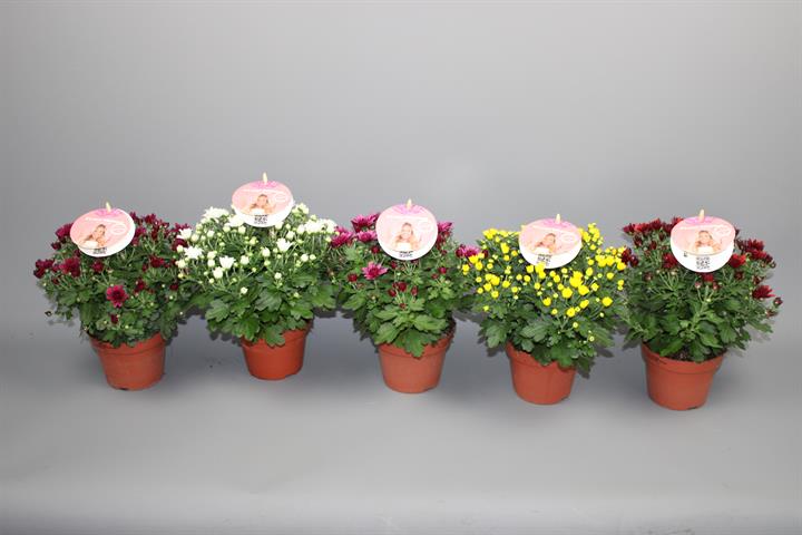chrysanthemum multi boule