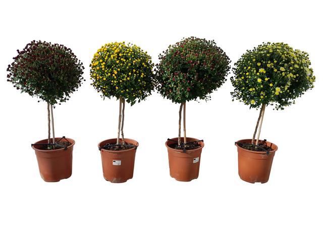 Chrysanthemum multi tige