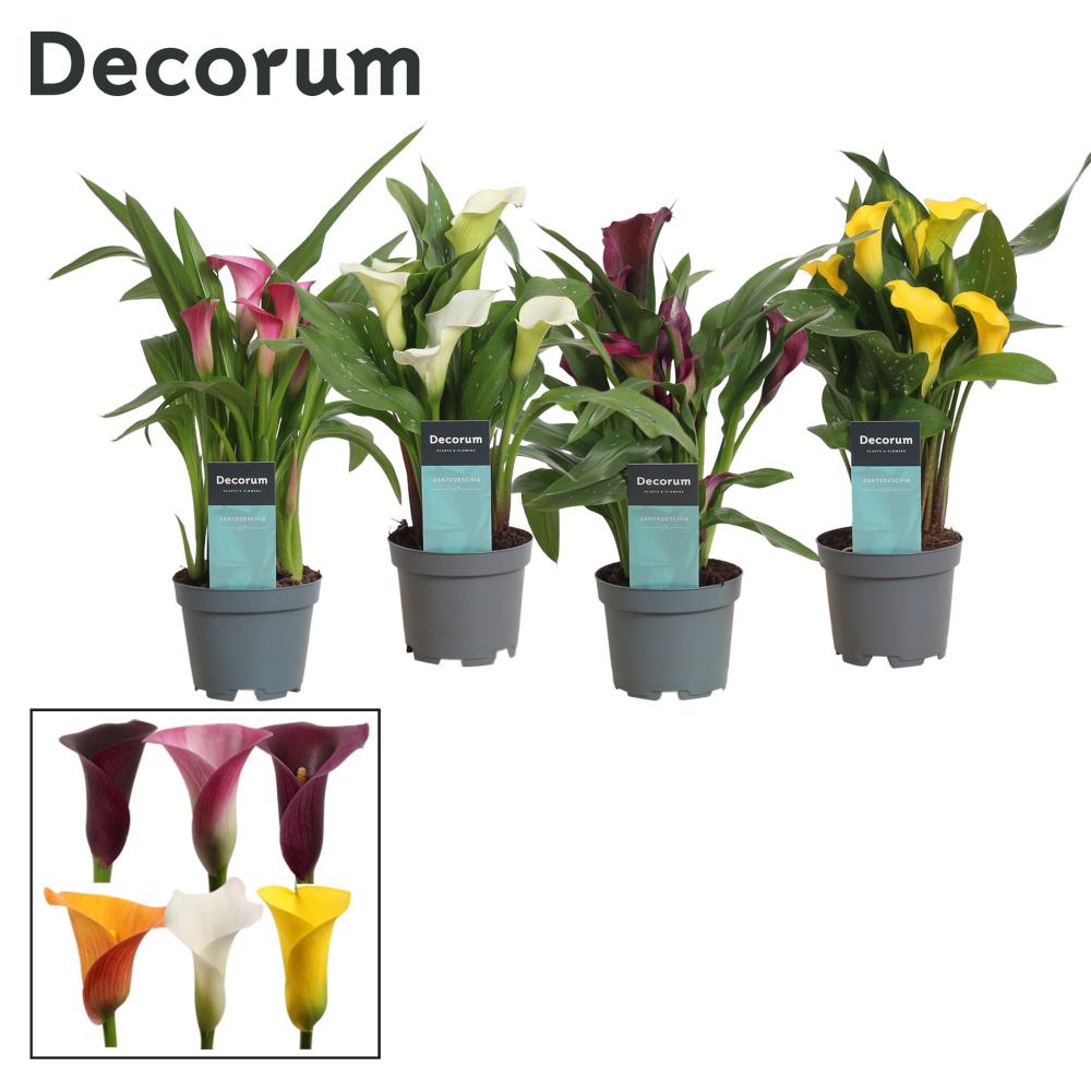 zantedeschia