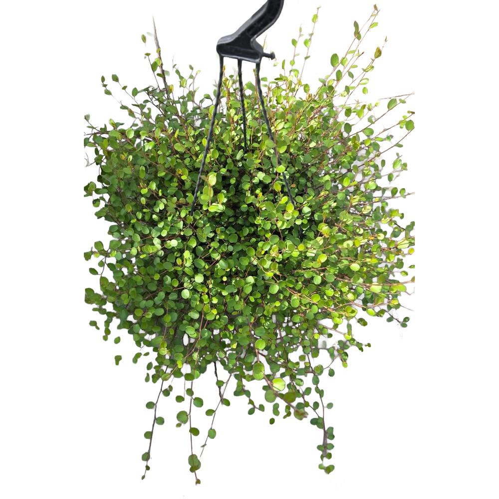 Muehlenbeckia