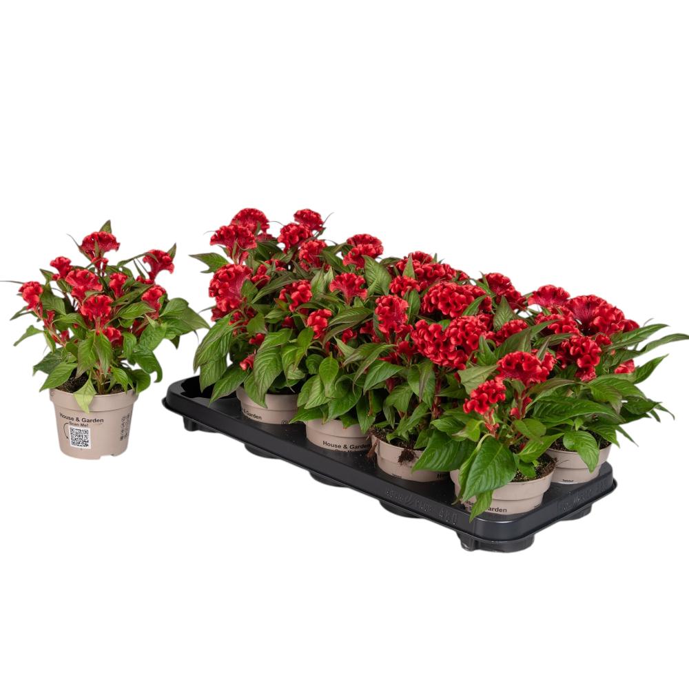 celosia