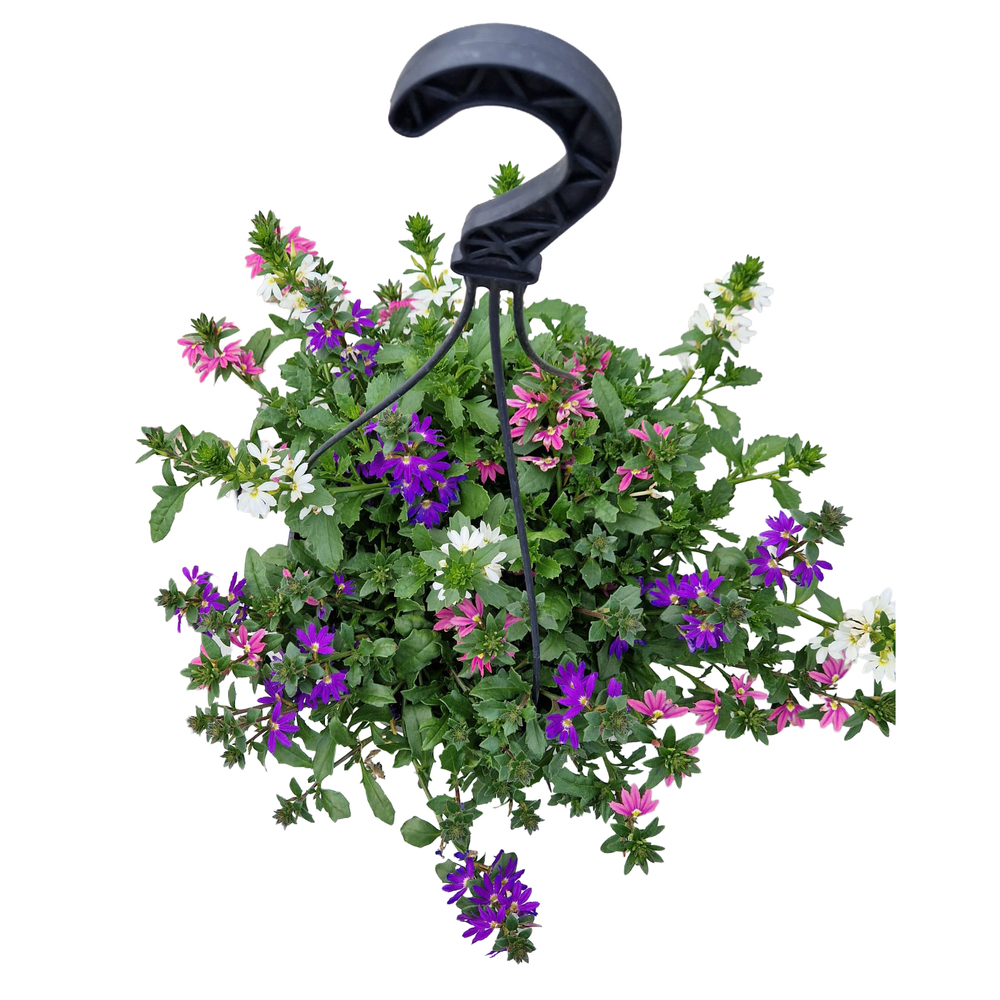 Scaevola aemula trio
