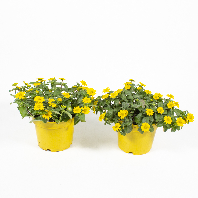 Sanvitalia procumbens bright yellow