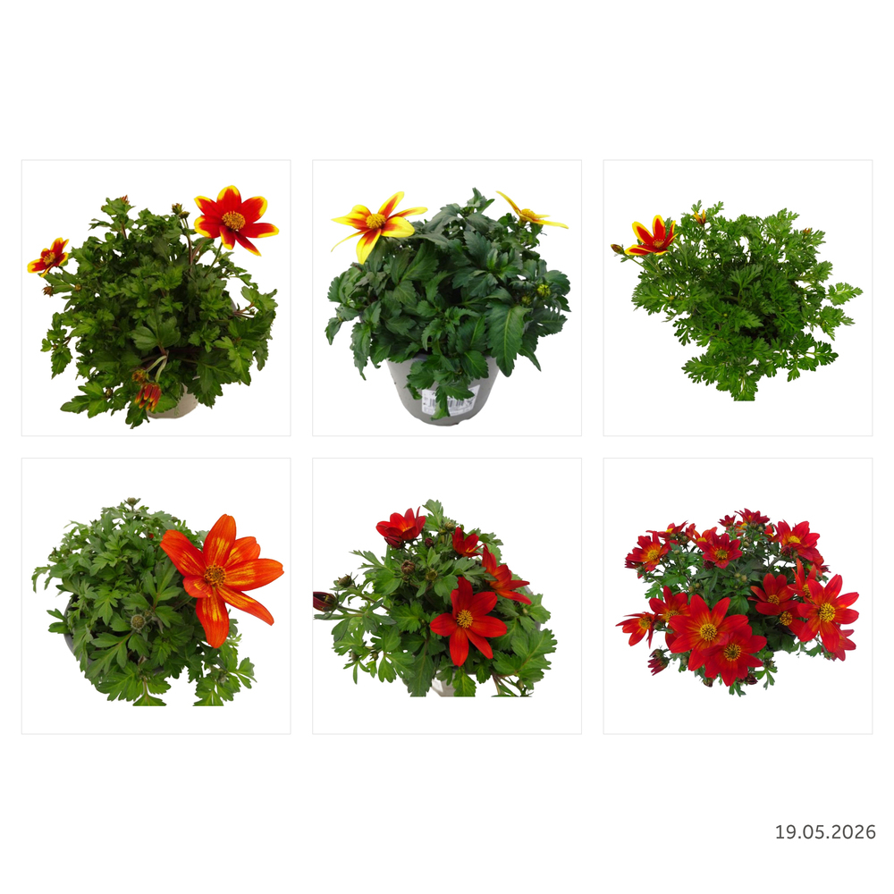 Bidens ferulifolia taka tuka