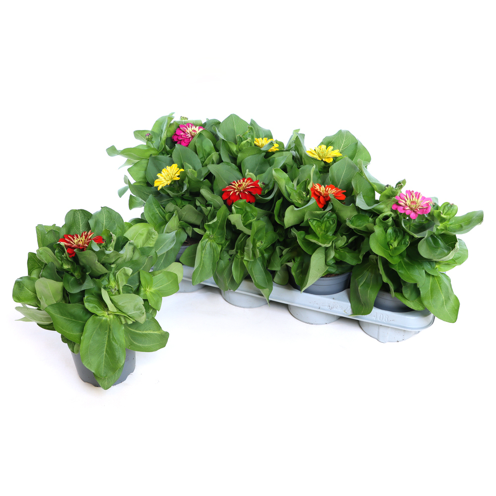 Zinnia elegans