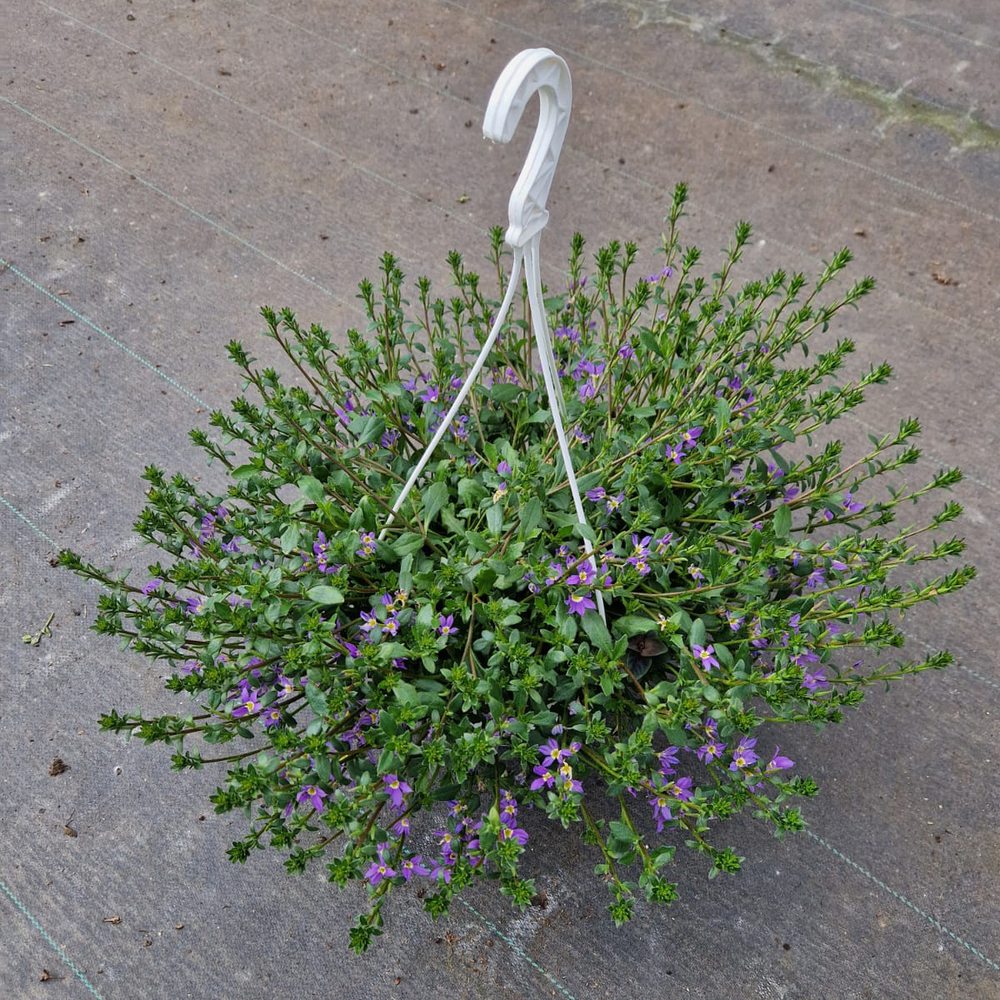 Scaevola aemula
