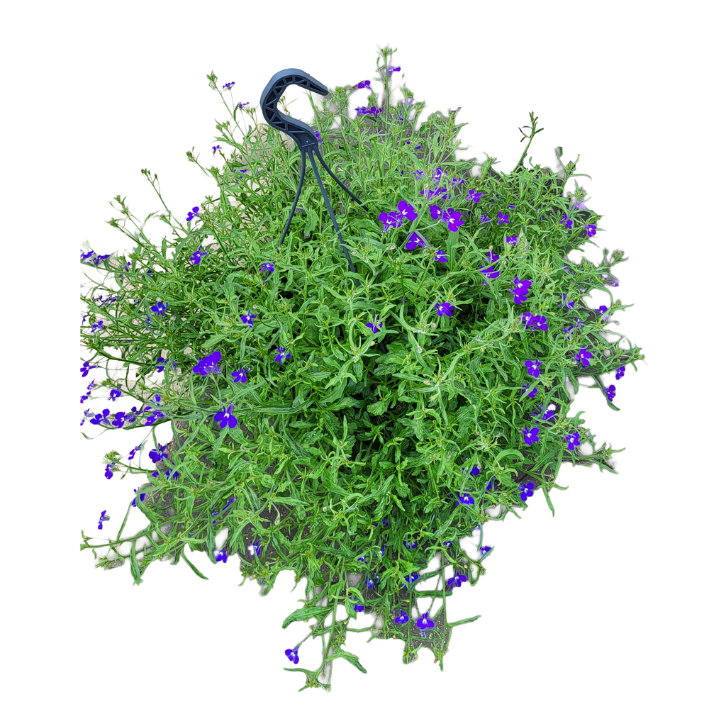 Lobelia richardii